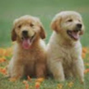 Meet your Posher, Mikey